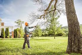 How Our Tree Care Process Works  in  Fort Mohave, AZ