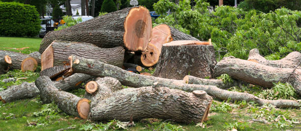 Best Storm Damage Tree Cleanup  in Fort Mohave, AZ