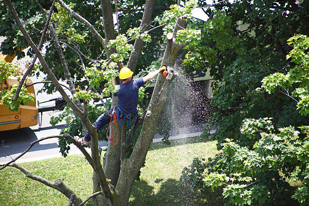 Reliable Fort Mohave, AZ Tree Services Solutions